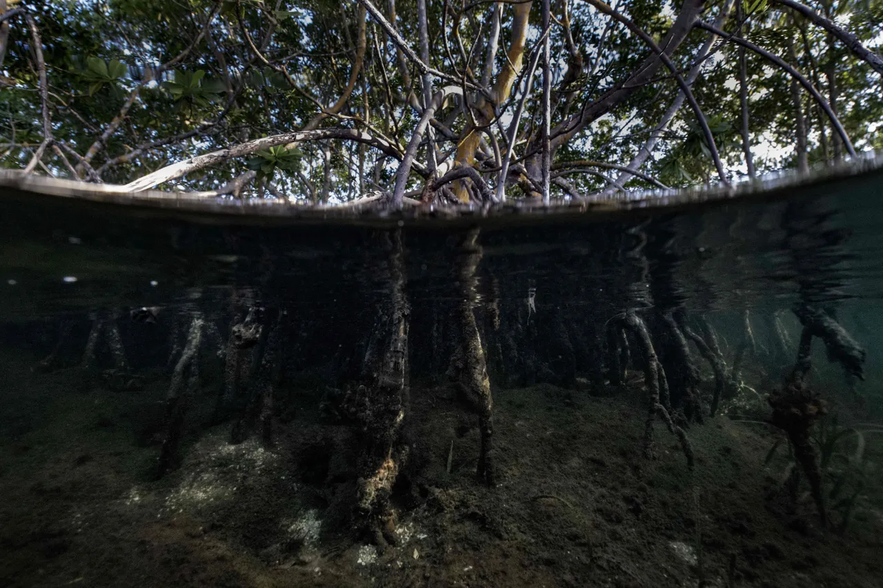 Lebih 40,000 hektar hutan paya bakau Malaysia musnah sejak 2017