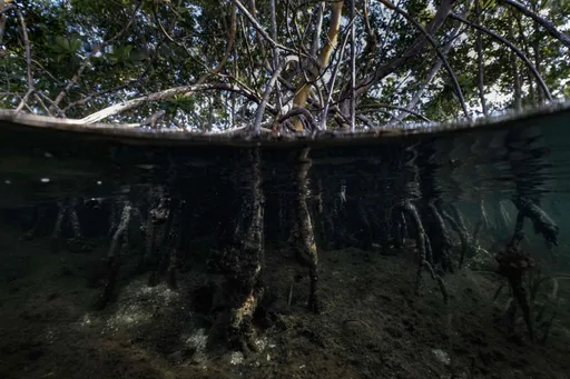 Lebih 40,000 hektar hutan paya bakau Malaysia musnah sejak 2017