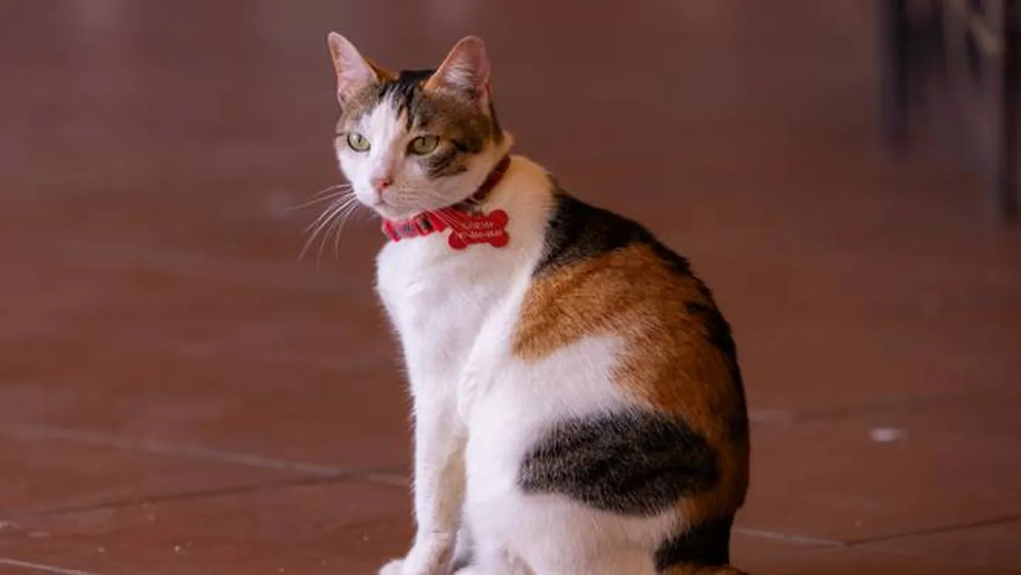 د پیشو دماغ څنګه کولی شي ساینس پوهانو سره د ذهني کمزورتیا (یادداشت او فکر کولو وړتیا کموالي)په پوهیدو کې مرسته وکړي