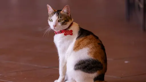 د پیشو دماغ څنګه کولی شي ساینس پوهانو سره د ذهني کمزورتیا (یادداشت او فکر کولو وړتیا کموالي)په پوهیدو کې مرسته وکړي