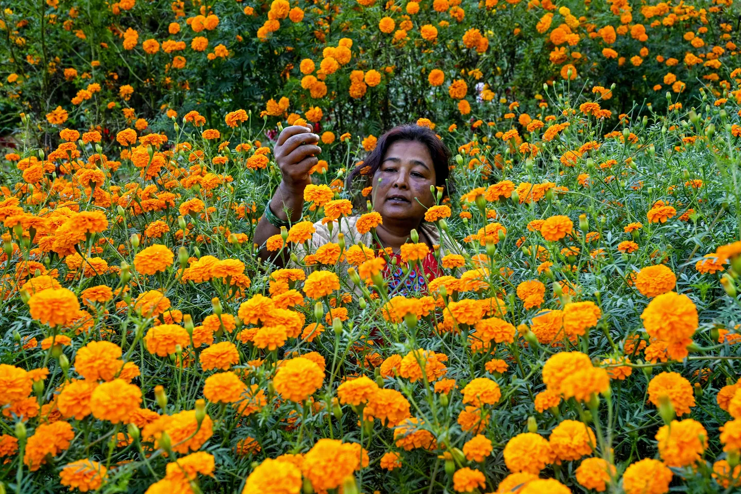 Le donne nepalesi trasformano la raccolta dei fiori in un'industria fiorente