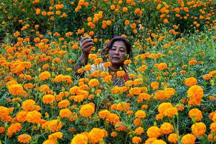 Le donne nepalesi trasformano la raccolta dei fiori in un'industria fiorente