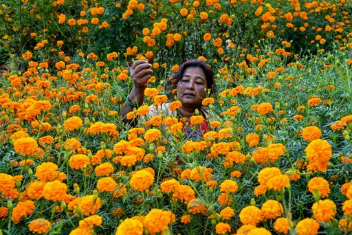 Le donne nepalesi trasformano la raccolta dei fiori in un'industria fiorente