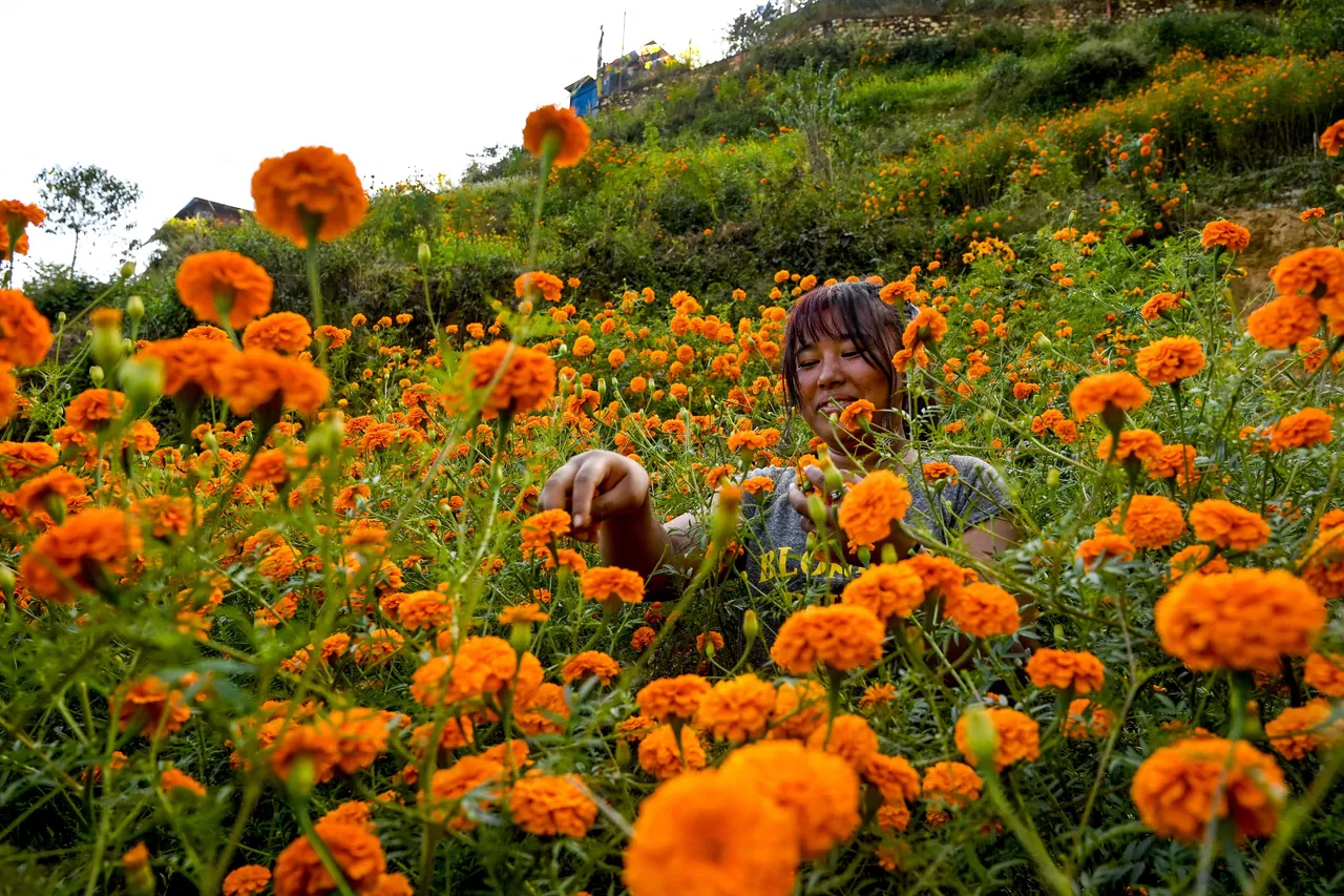 نیپالي میرمنو د ګلونو راټولولو کار په یوه غوړیدونکي صنعت بدل کړ.