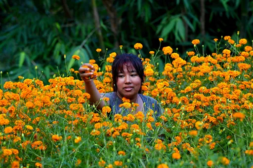 زنان نپالی برداشت گل را به یک صنعت شکوفا تبدیل کردهاند