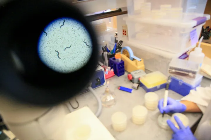 Egzotyczna choroba wykryta w Polsce