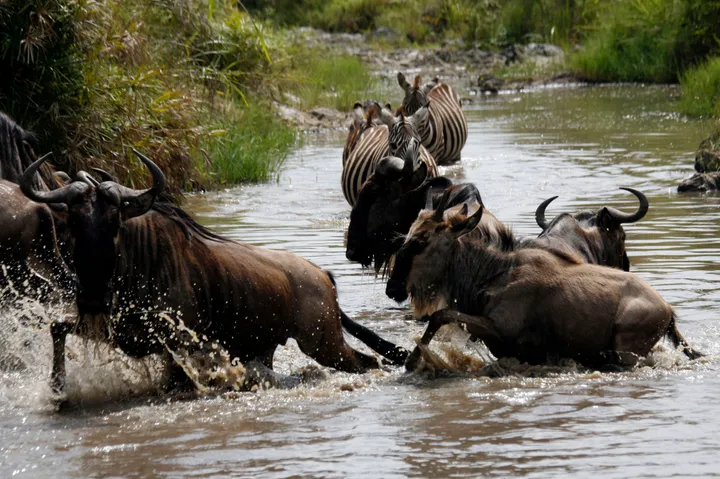 Utajiri wa Afrika: Msimu wa nyumbu kuzaliwa