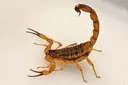 Afrique du Sud : un homme arrêté avec 150 scorpions venimeux vivants cachés dans ses vêtements