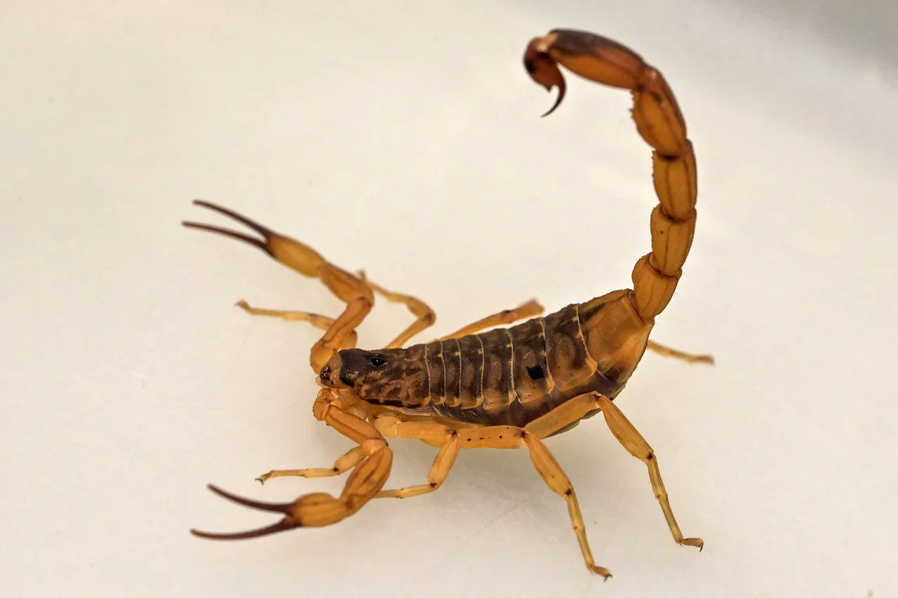 Afrique du Sud : un homme arrêté avec 150 scorpions venimeux vivants cachés dans ses vêtements