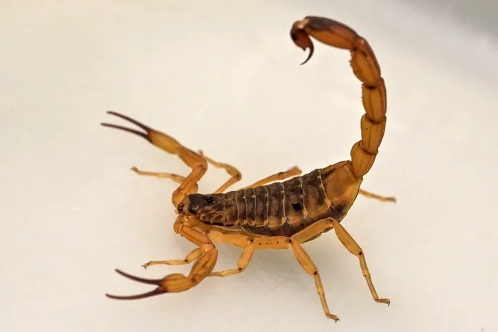 Afrique du Sud : un homme arrêté avec 150 scorpions venimeux vivants cachés dans ses vêtements