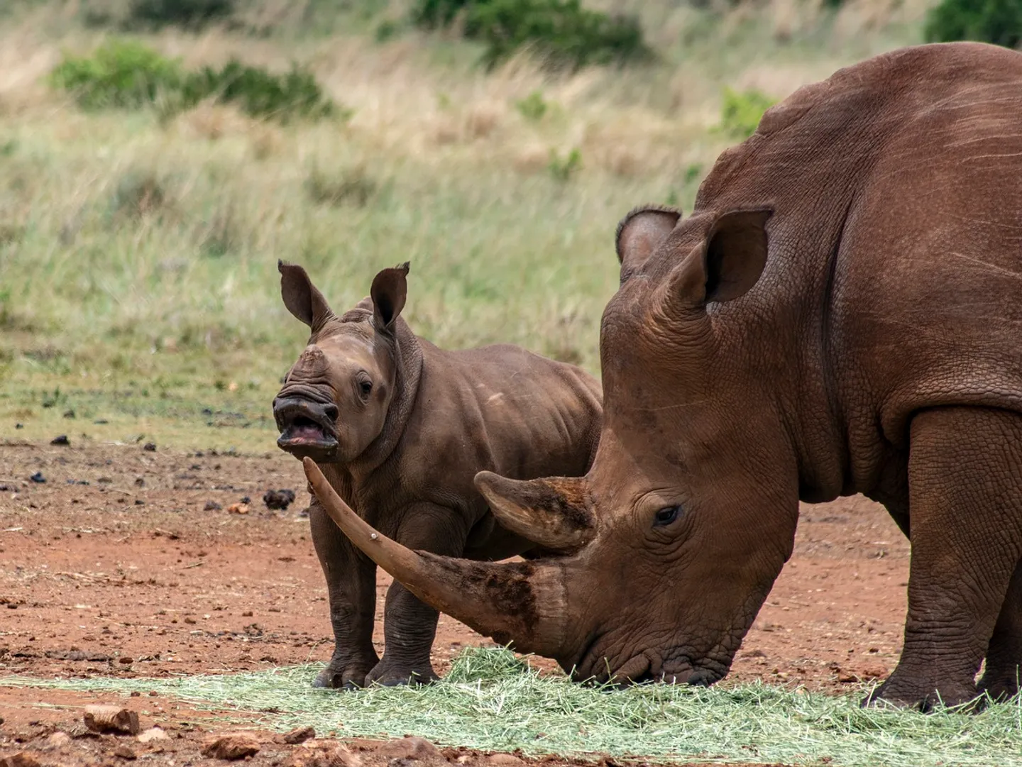 Кенияда кериктерди коргоо үчүн жасалма интеллект
