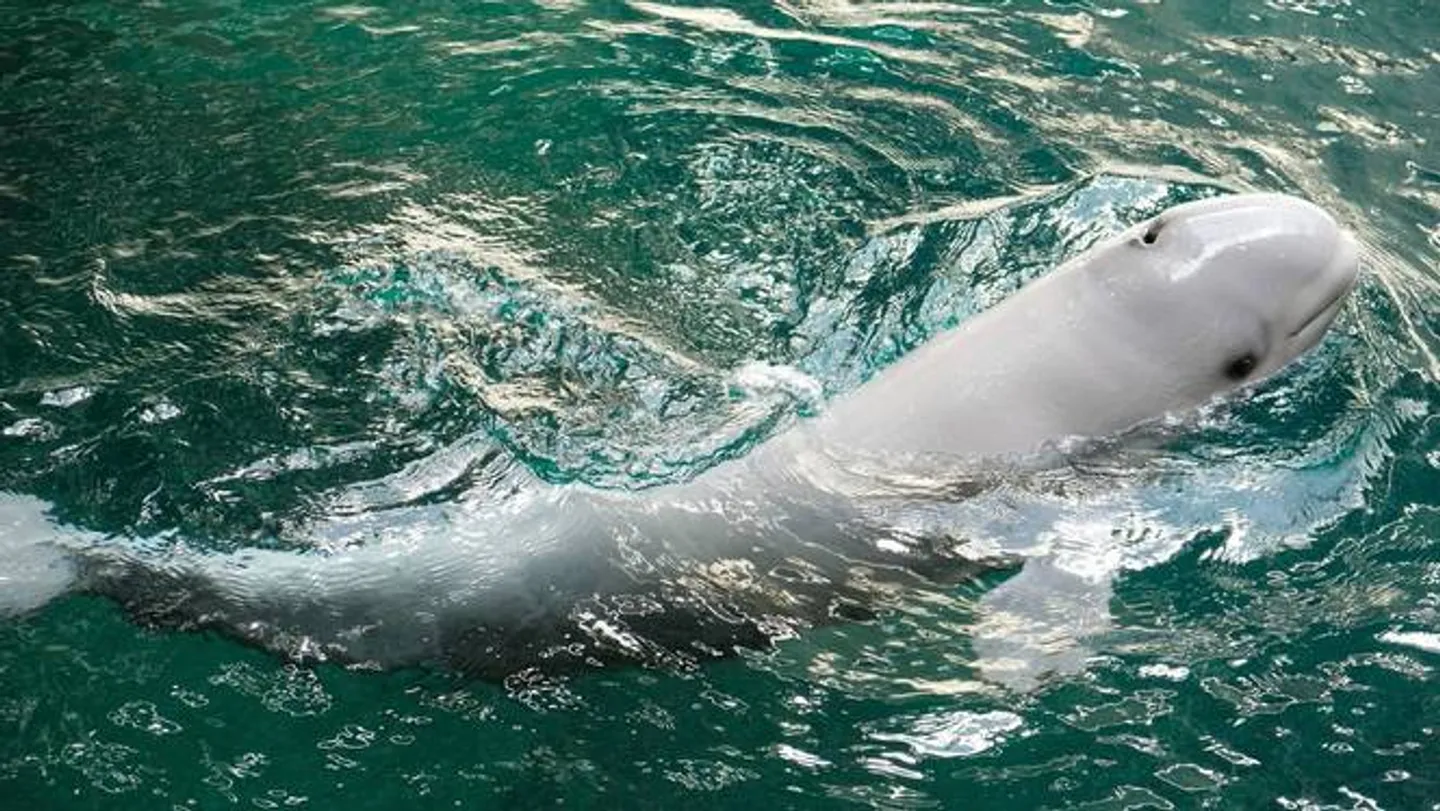 ¿Animales que son espías? Desde ballenas presas hasta palomas en calabozos