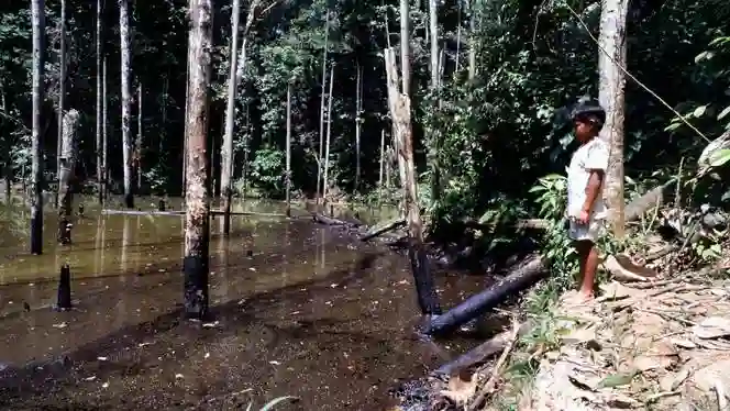 Petróleo en el Amazonas, sangre negra