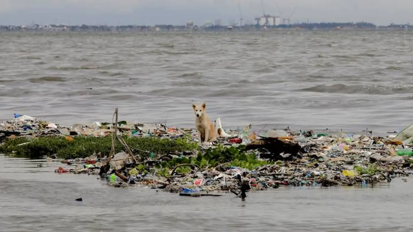 Chciwość kontra Ziemia: Potrzebne są "taktyki komarów", aby zapewnić przestrzeganie przepisów klimatycznych