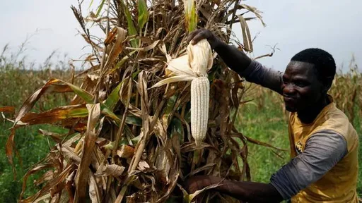 Malawi bans maize exportation to improve food security