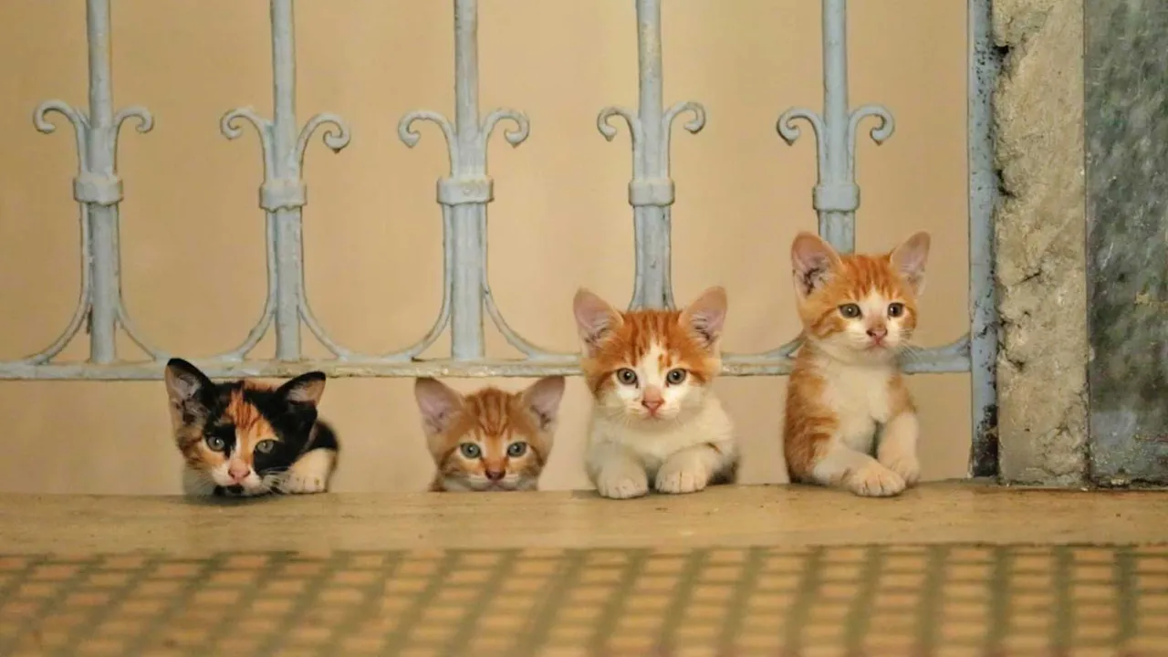 I Gatti Governano il Mondo