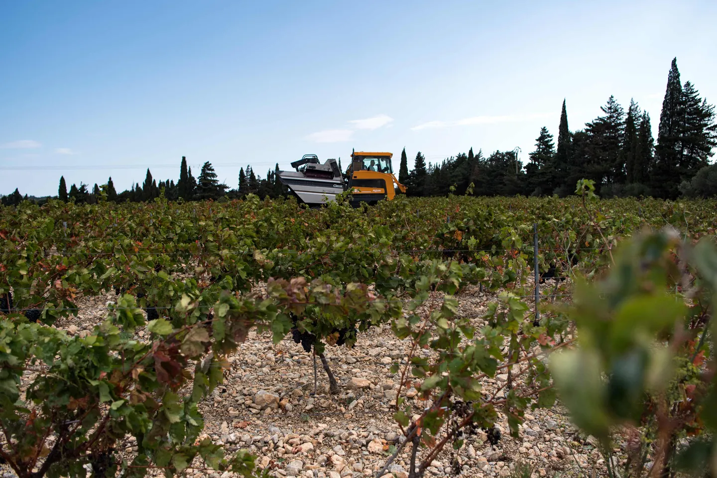France : trois personnes condamnées pour traite d'êtres humains lors des vendanges