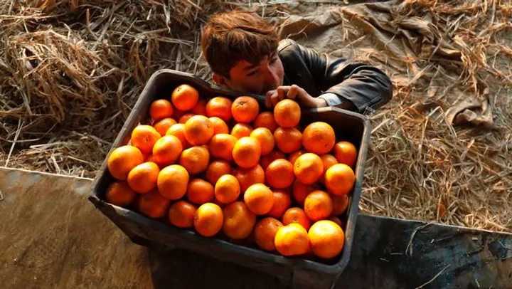 कैसे चने और संतरे रूस और पाकिस्तान को प्रतिबंधों से बचाने में मदद कर रहे हैं