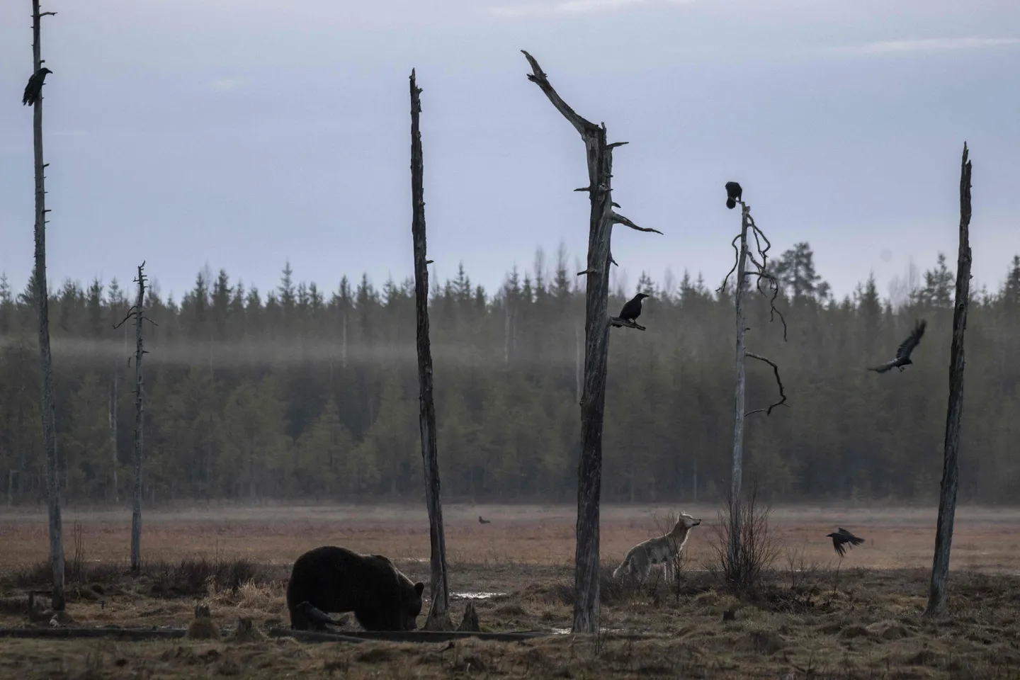 AIがクマ出没を予測、住宅地での遭遇リスクを63％精度で警告