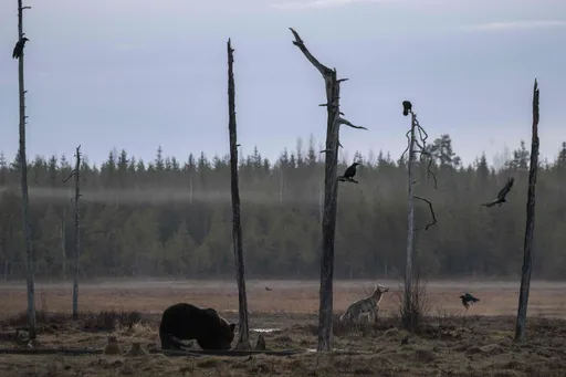 AIがクマ出没を予測、住宅地での遭遇リスクを63％精度で警告