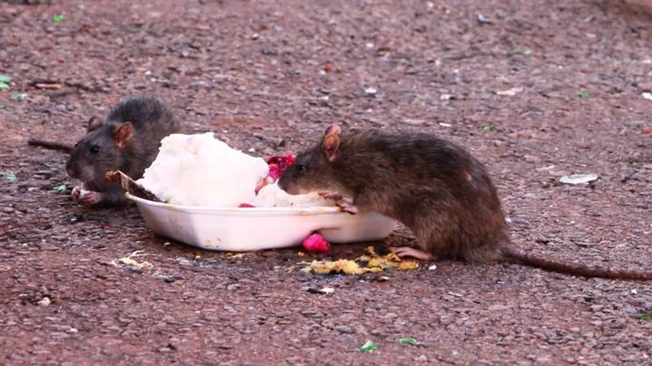 Lassa fever don kill plenty pipo for parts of Nigeria