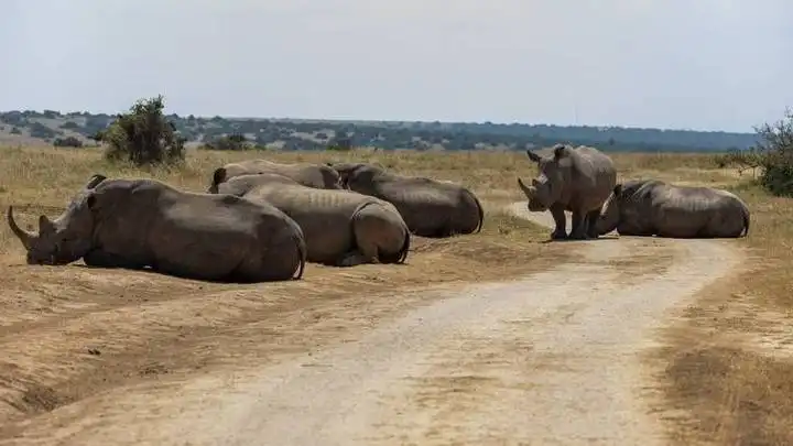 Comment la faune surveillée d'Afrique a diminué de 76 % en 50 ans