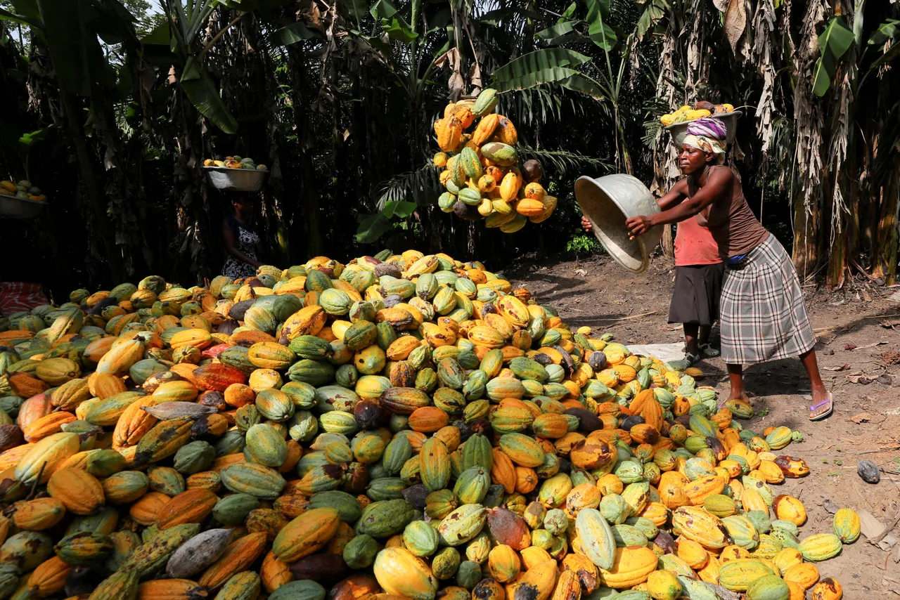 La Côte d'Ivoire tente de freiner la "contrebande de cacao"