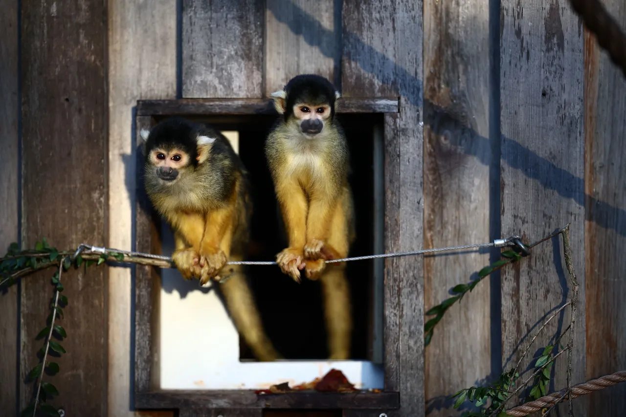 Hopes for Ebola cure as pill clears virus in infected monkeys