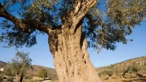 Nuestro olivo, el oro verde de Palestina