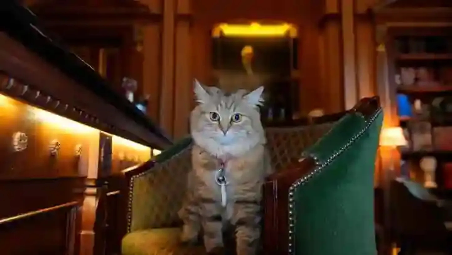 I Gatti Governano il Mondo