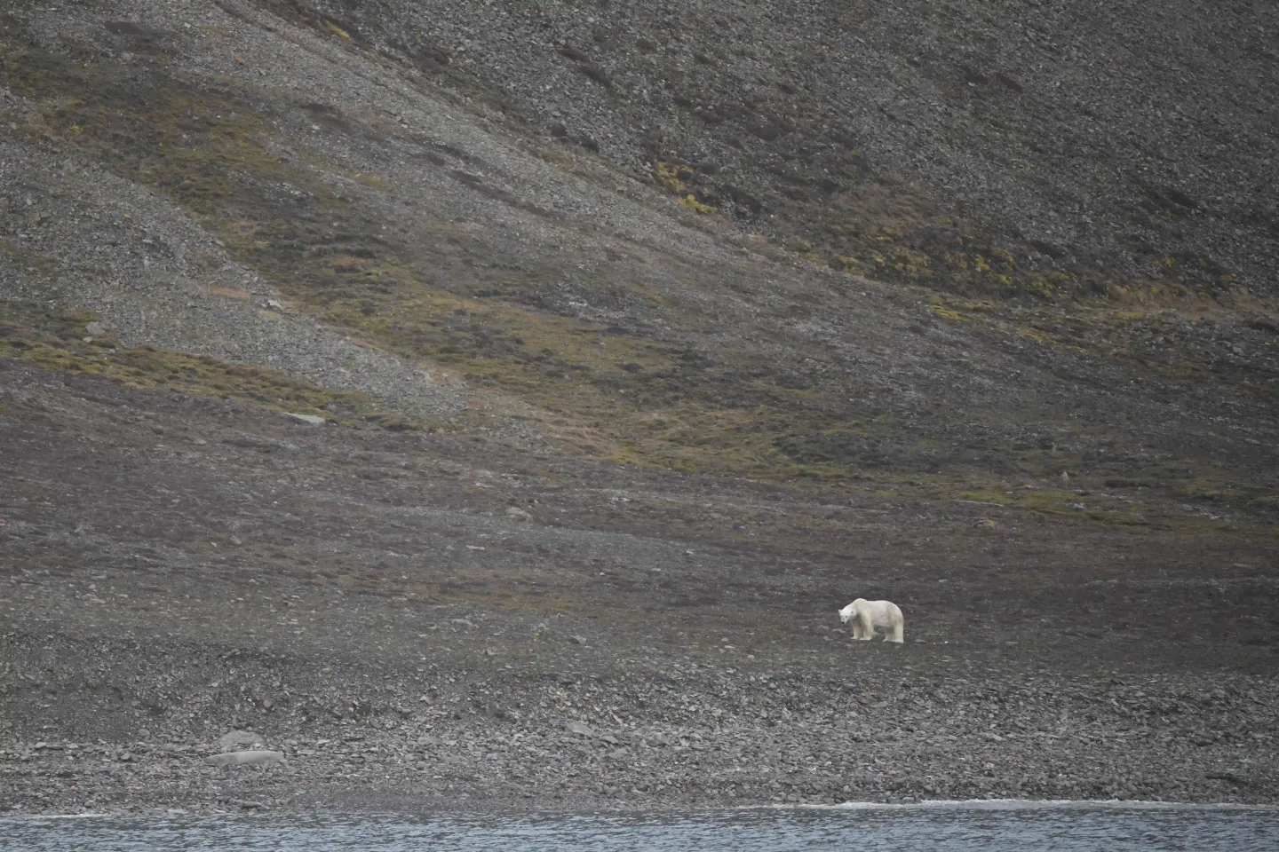 Isbjørn skutt på Svalbard – etterforskning igangsatt