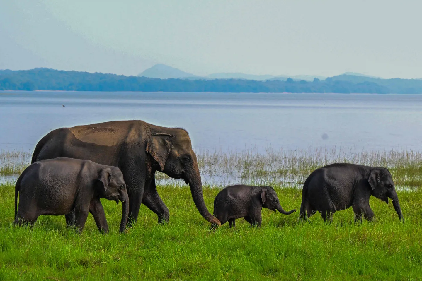En quoi les rares éléphants jumeaux du Kenya sont-ils importants pour les efforts de conservation ?