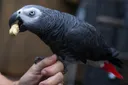 Utajiri wa Afrika: Kasuku wa kijivu wa Afrika