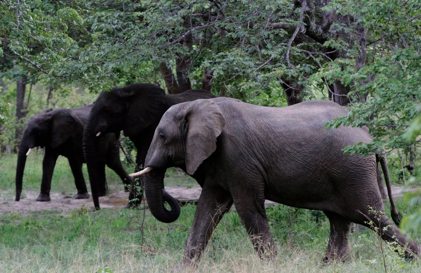 Zimbabwean lawmaker dies after his car hits an elephant