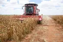 Kenya yavuna mahindi katika mpango wa Galana Kulalu