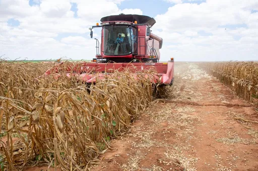 Kenya yavuna mahindi katika mpango wa Galana Kulalu