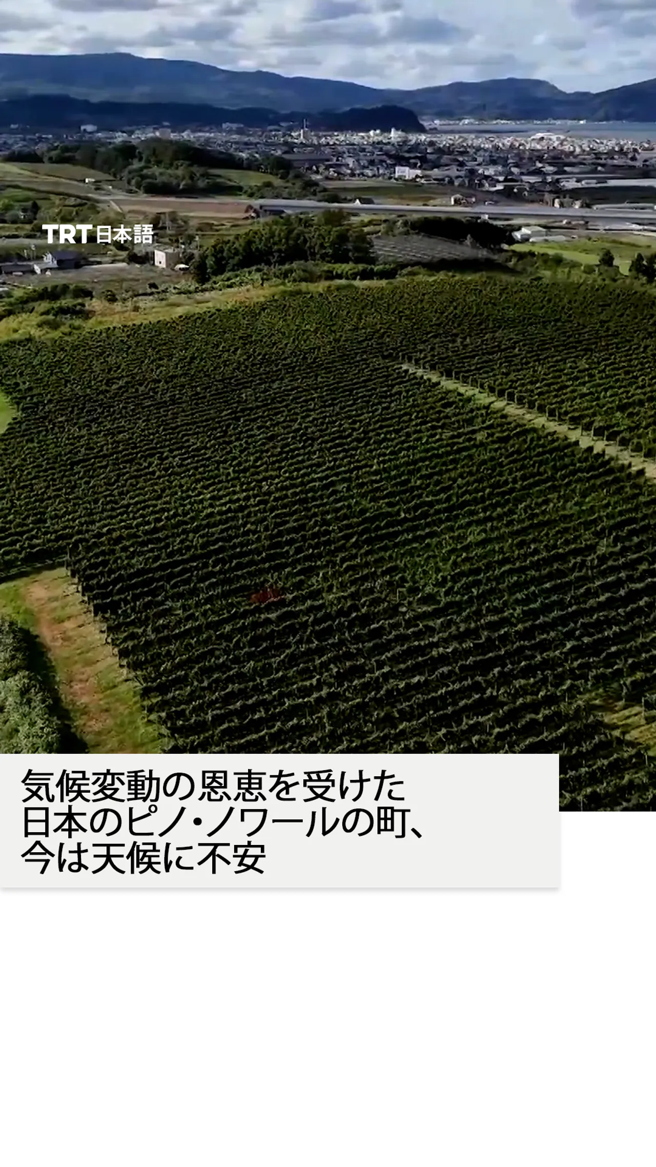 気候変動の恩恵を受けた日本のピノ・ノワールの町、
今は天候に不安