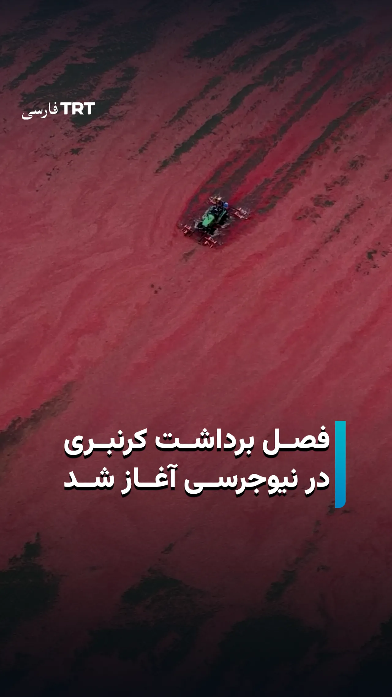 آغاز فصل برداشت کرنبری در ایالت نیوجرسی آمریکا