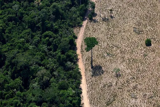 EU houdt vast aan startdatum ontbossingswet 2025, maar versoepelt regels fors