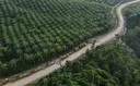 Indonesia mengizinkan kembali perdagangan karbon internasional setelah empat tahun