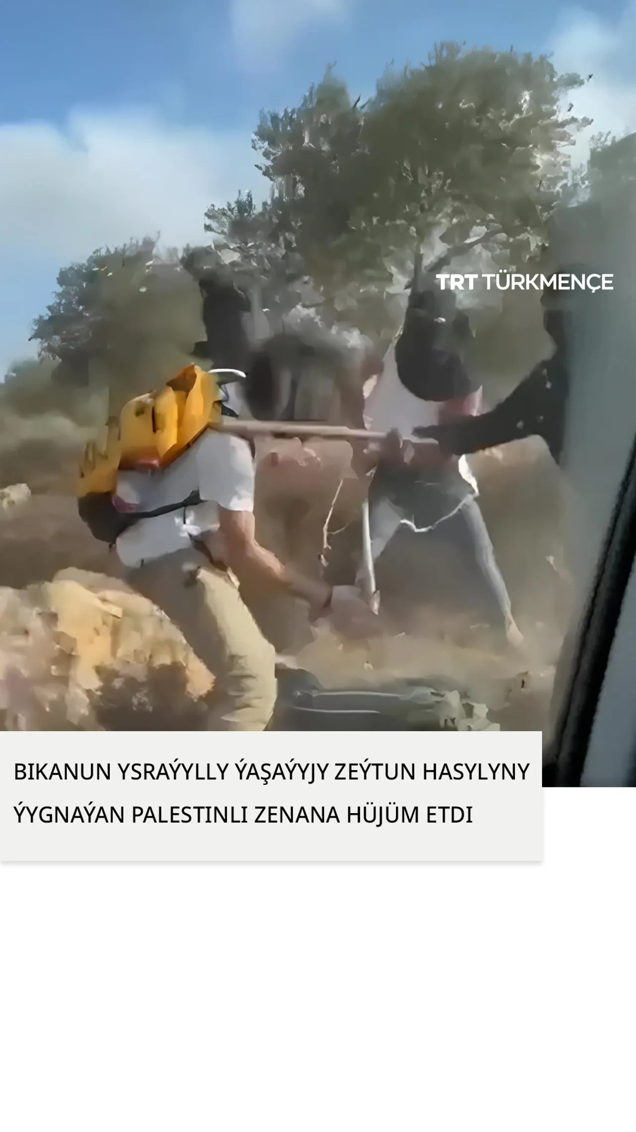 BIKANUN YSRAÝYLLY ÝAŞAÝYJY ZEÝTUN HASYLYNY ÝYGNAÝAN PALESTINLI ZENANA HÜJÜM ETDI