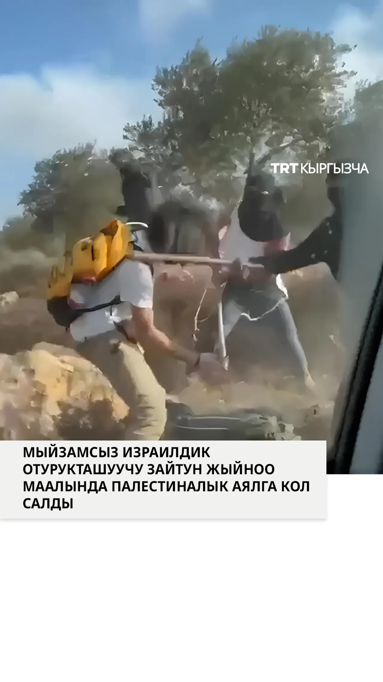 Мыйзамсыз израилдик отурукташуучу Батыш Шериада зайтун жыйнаган палестиналык аялга кол салды