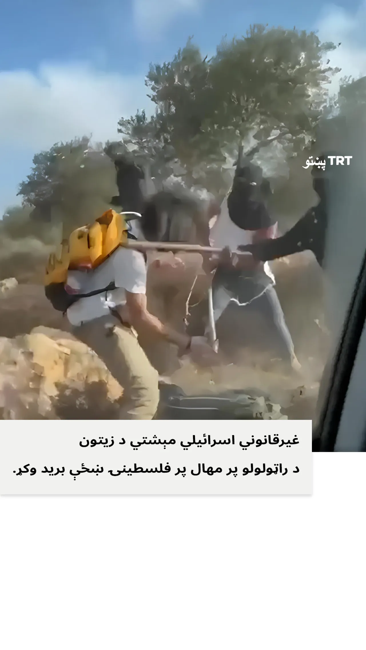 غیرقانوني اسرائیلي مېشتي د زیتون د راټولولو پر مهال پر فلسطینۍ ښځې برید وکړ.