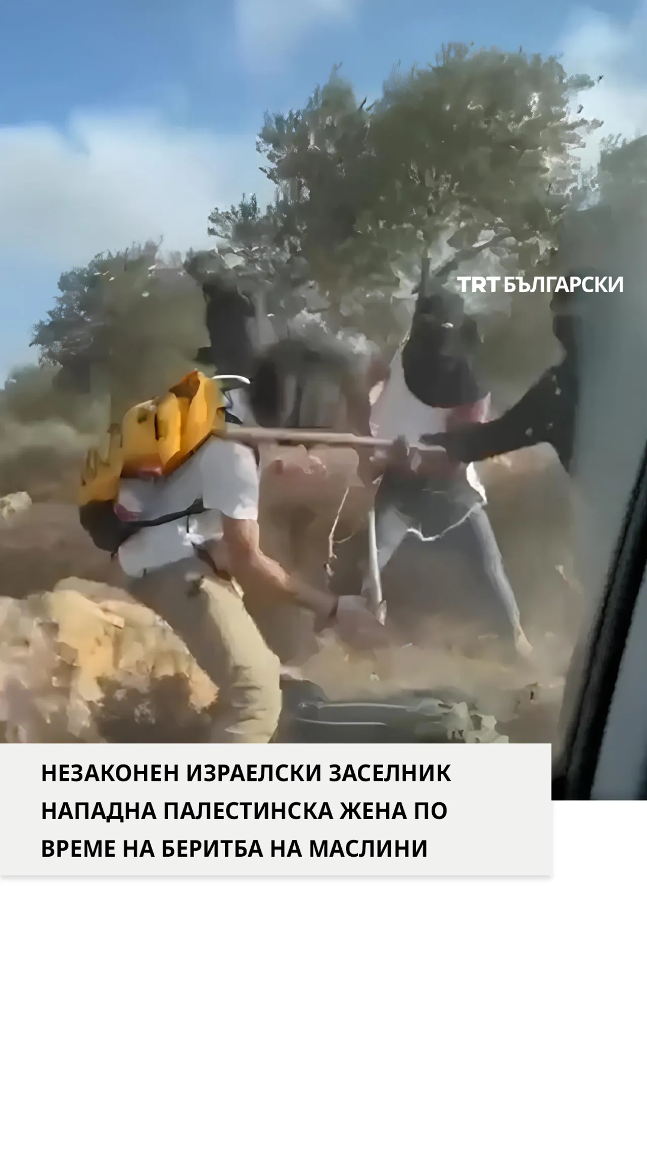 НЕЗАКОНЕН ИЗРАЕЛСКИ ЗАСЕЛНИК НАПАДНА ПАЛЕСТИНСКА ЖЕНА ПО ВРЕМЕ НА БЕРИТБА НА МАСЛИНИ