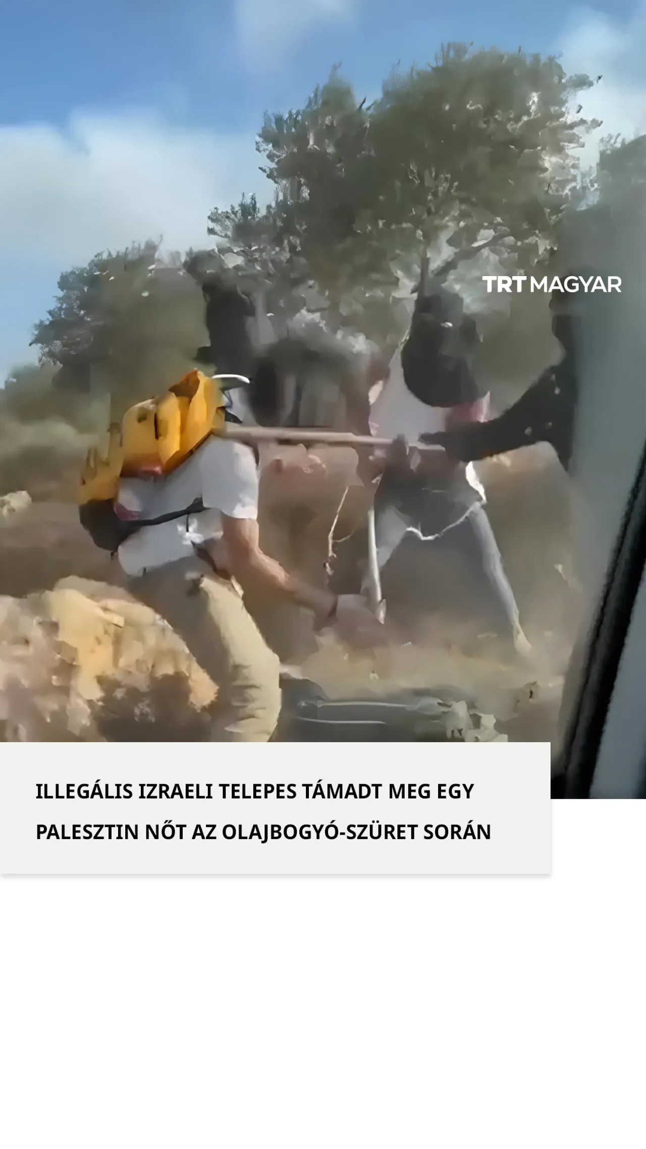 Illegális izraeli telepes támadt meg egy palesztin nőt az olajbogyó-szüret során