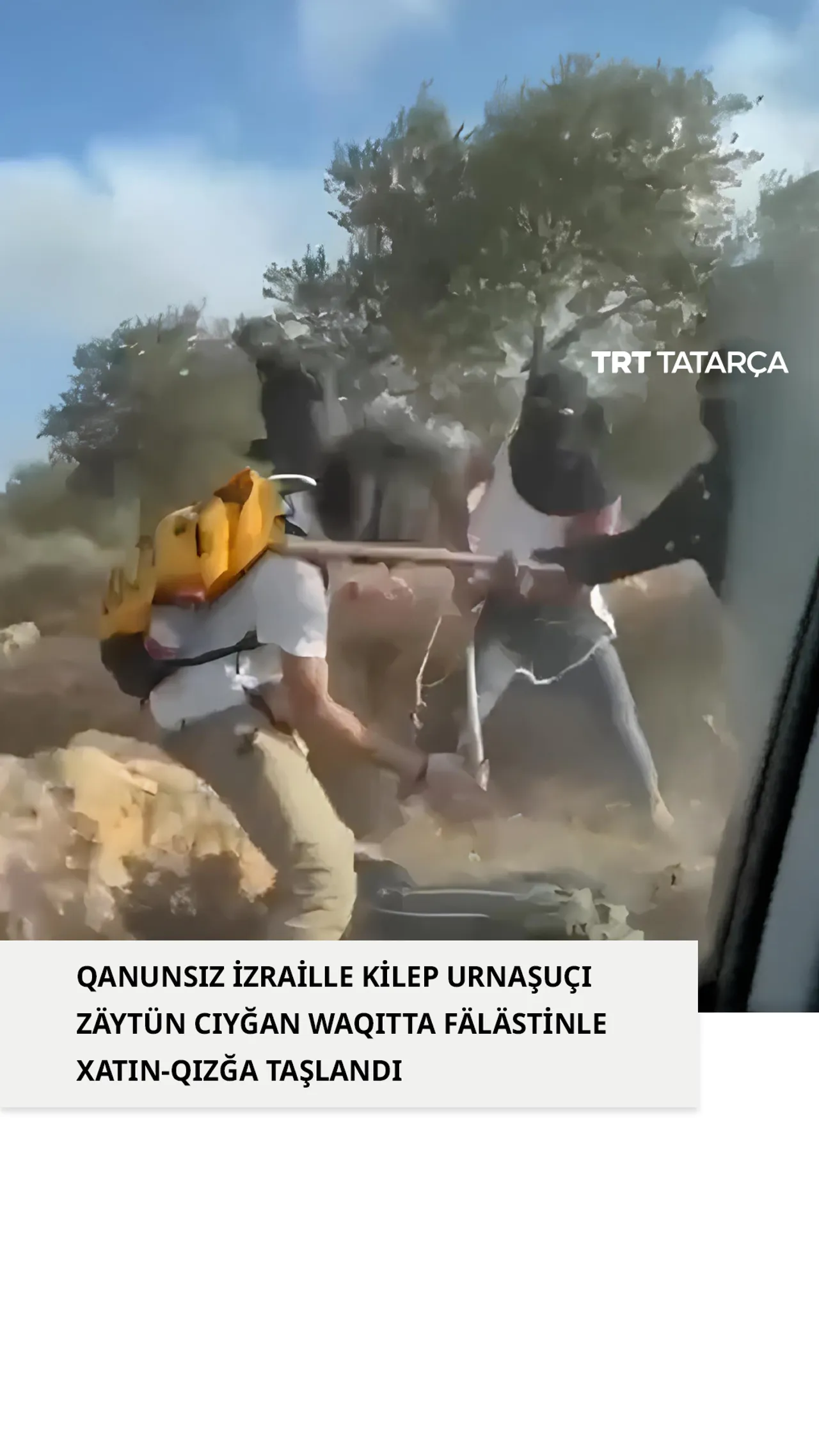 Qanunsız izraille kilep urnaşuçı zäytün cıyğan waqıtta fälästinle xatın-qızğa taşlandı