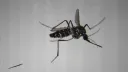 Mosquitoes discovered in Iceland for the first time