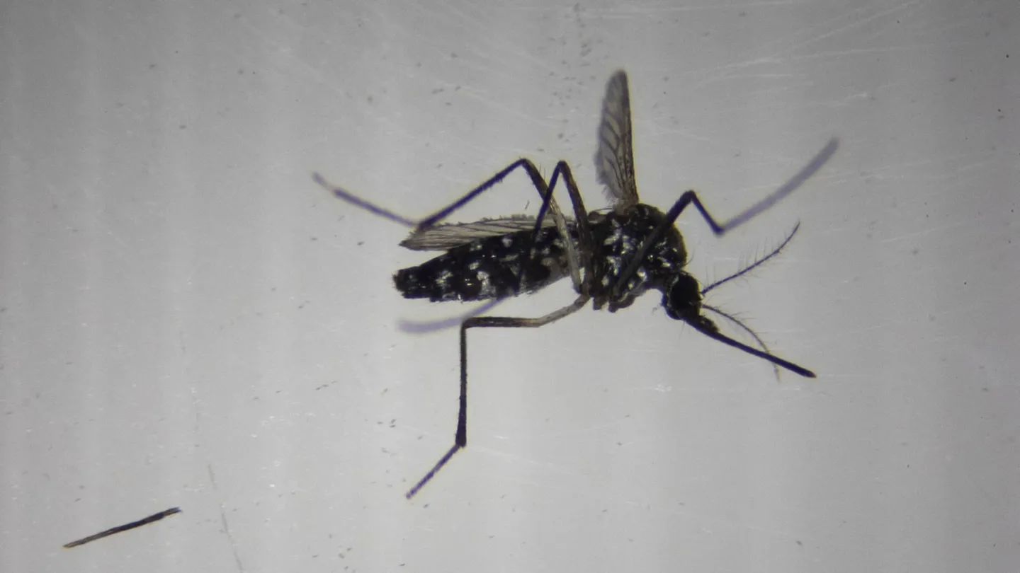 Mosquitoes discovered in Iceland for the first time