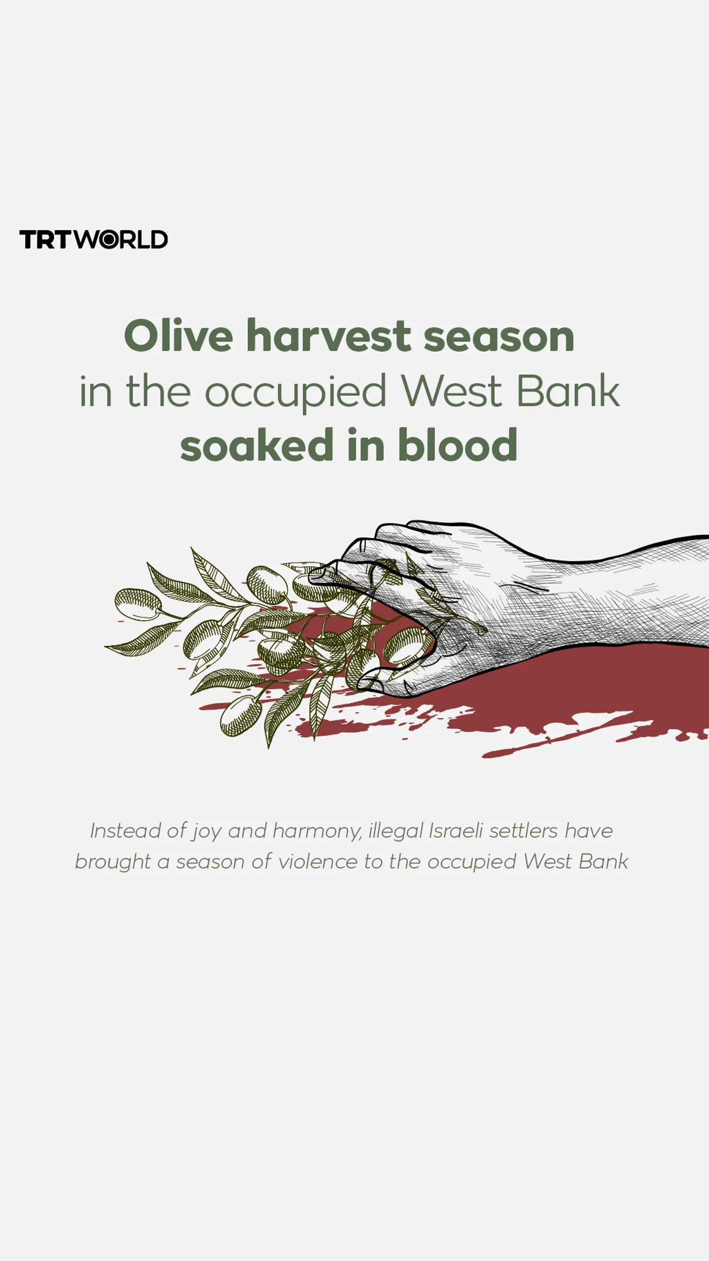 Olive harvest season in the occupied West Bank