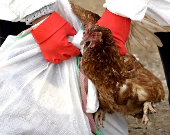 한국에서 9월 이후 고병원성 조류 인플루엔자 5번째 사례 발생